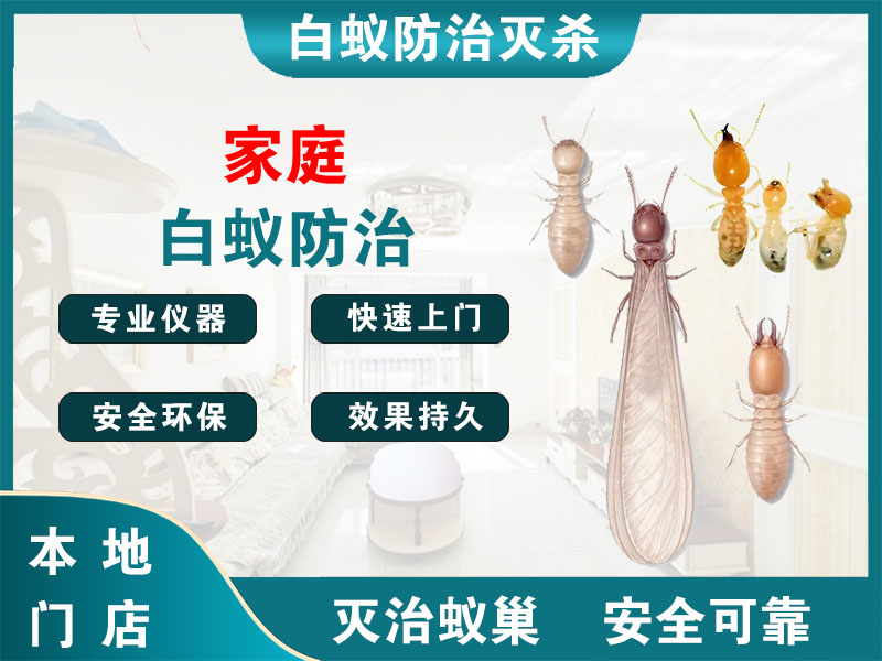 杨浦家庭白蚁防治
