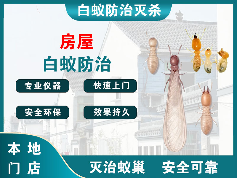 杨浦房屋白蚁防治